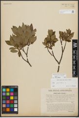Foto von Salix phylicifolia L.